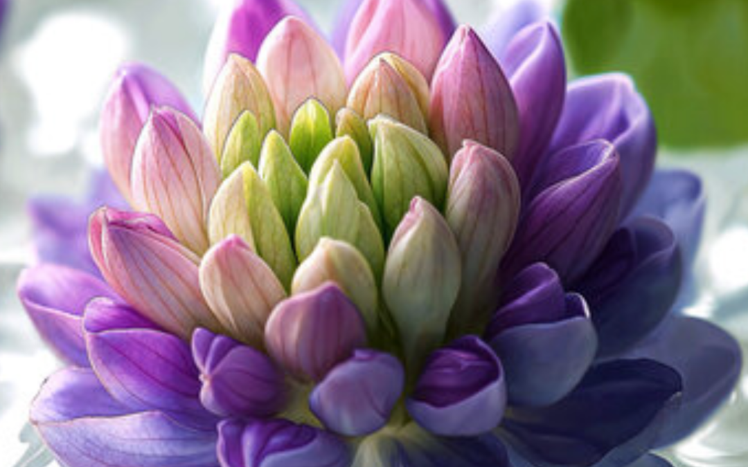 Bakuchiol, une vraie alternative anti-âge au Rétinol ?