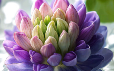 Bakuchiol, une vraie alternative anti-âge au Rétinol ?