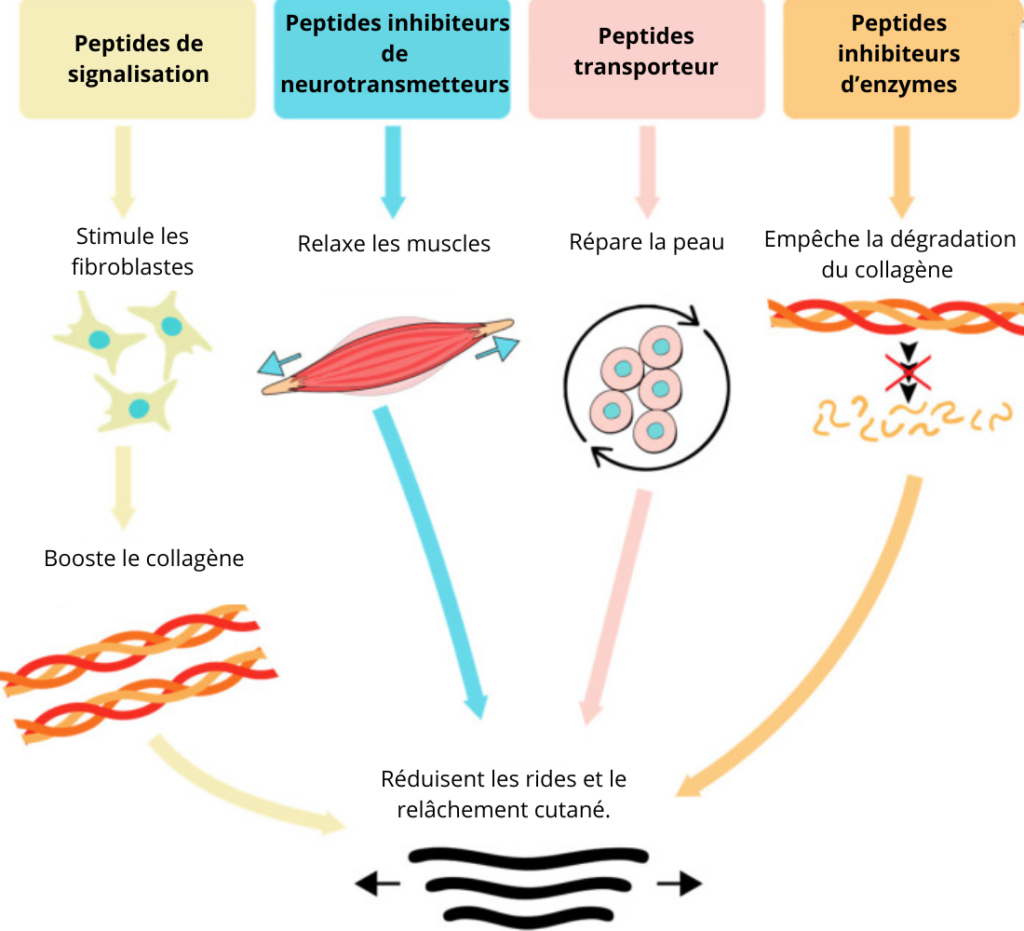 Schéma des 4 grands types de peptides