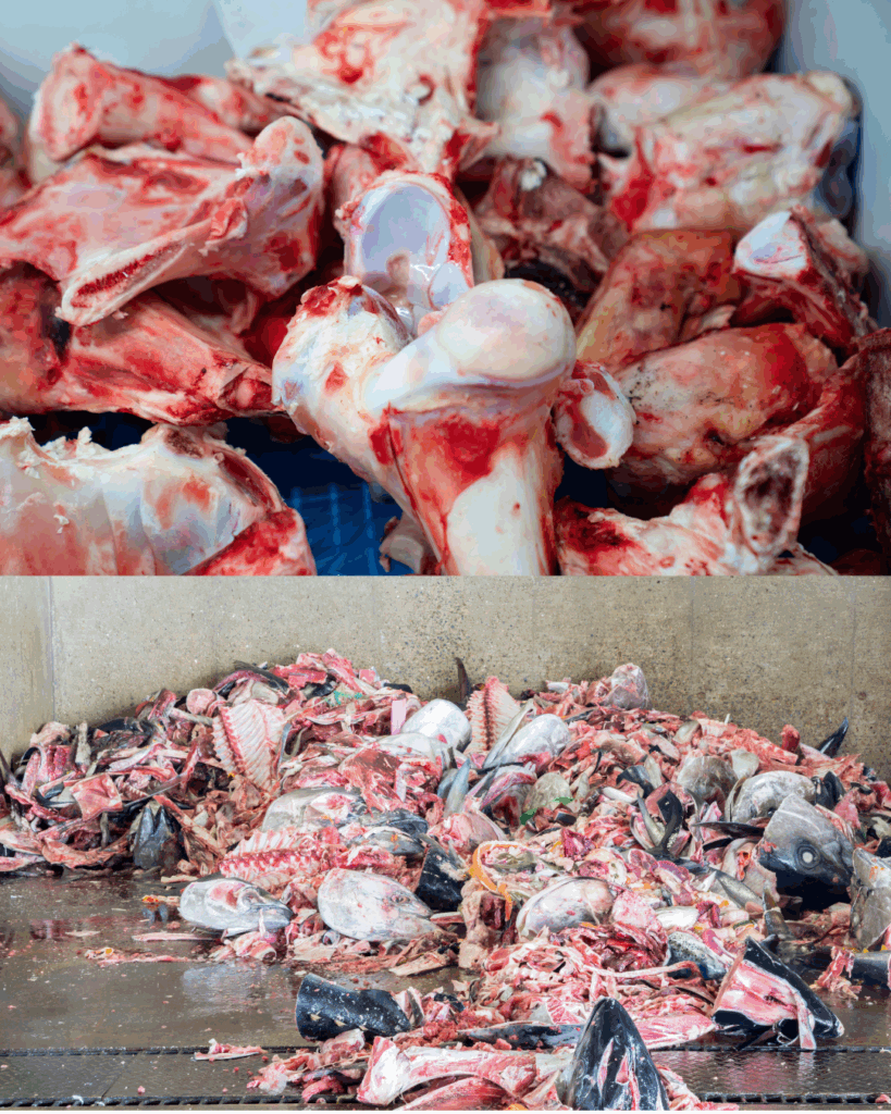 Déchêts de produits animaux 