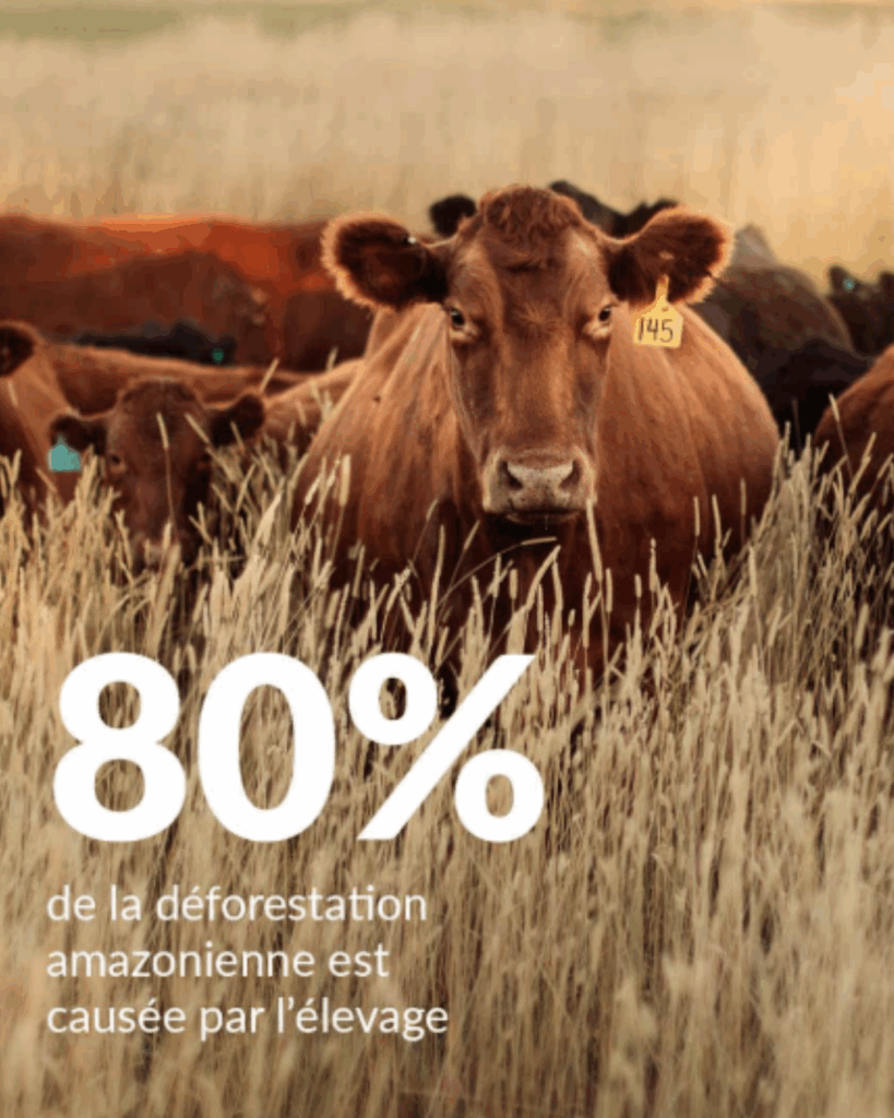 Le collagène bovin participe à la déforestation de l'Amazonie.