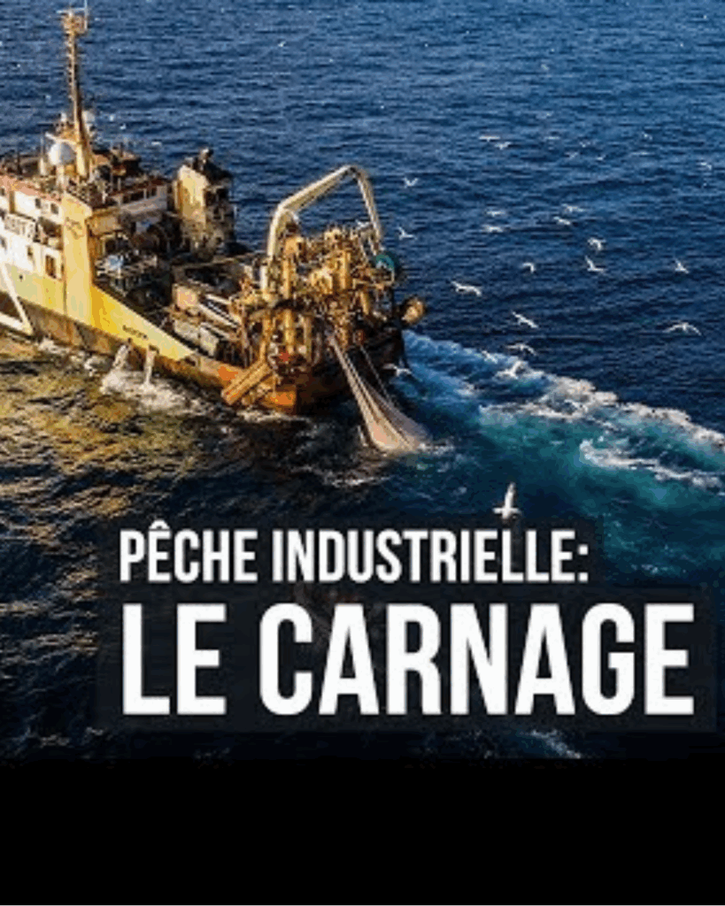 La pêche industrielle encouragée par la consommation de collagène marin.