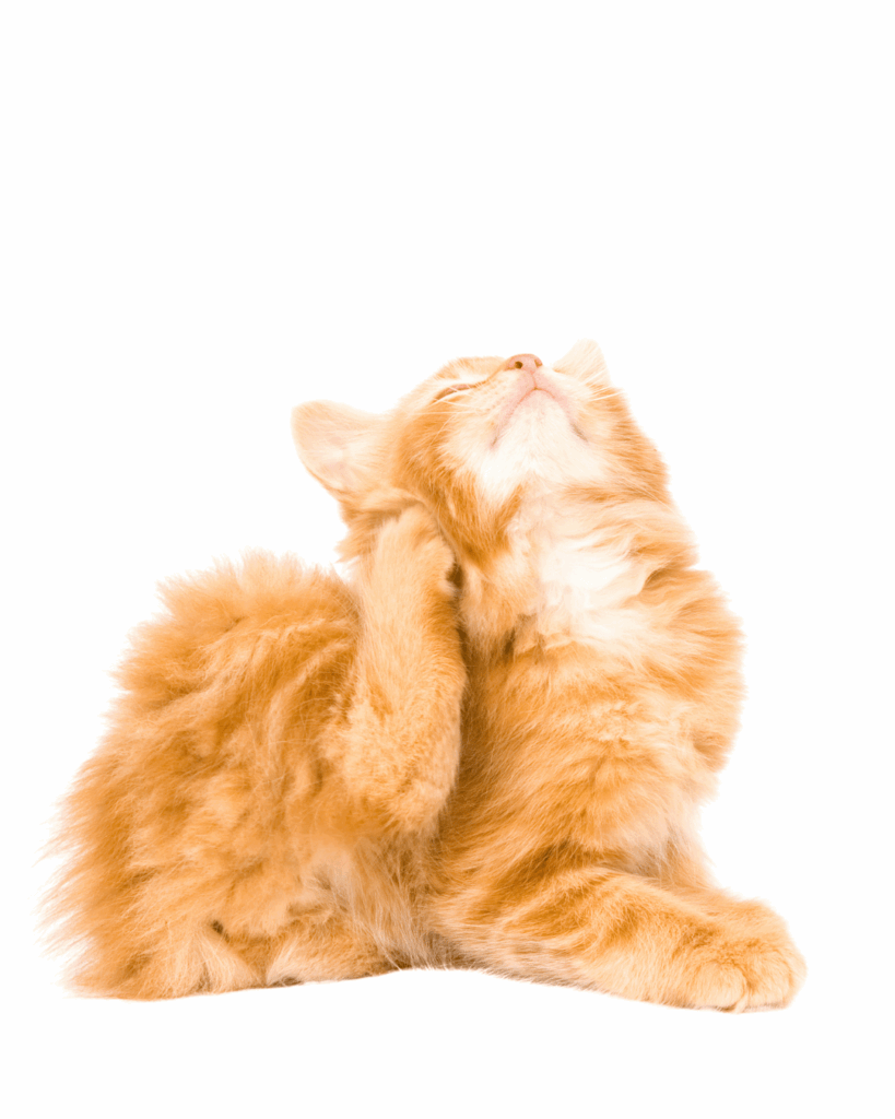 Les démangeaisons : SOS vulve