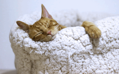 Retrouver le Sommeil : Les 12 Commandements essentiels (partie 2)