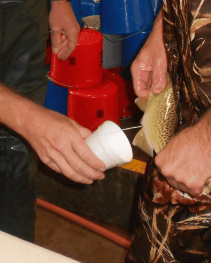 Le PDRN est extrait du sperme de saumon en leur pressant l'abdomen 