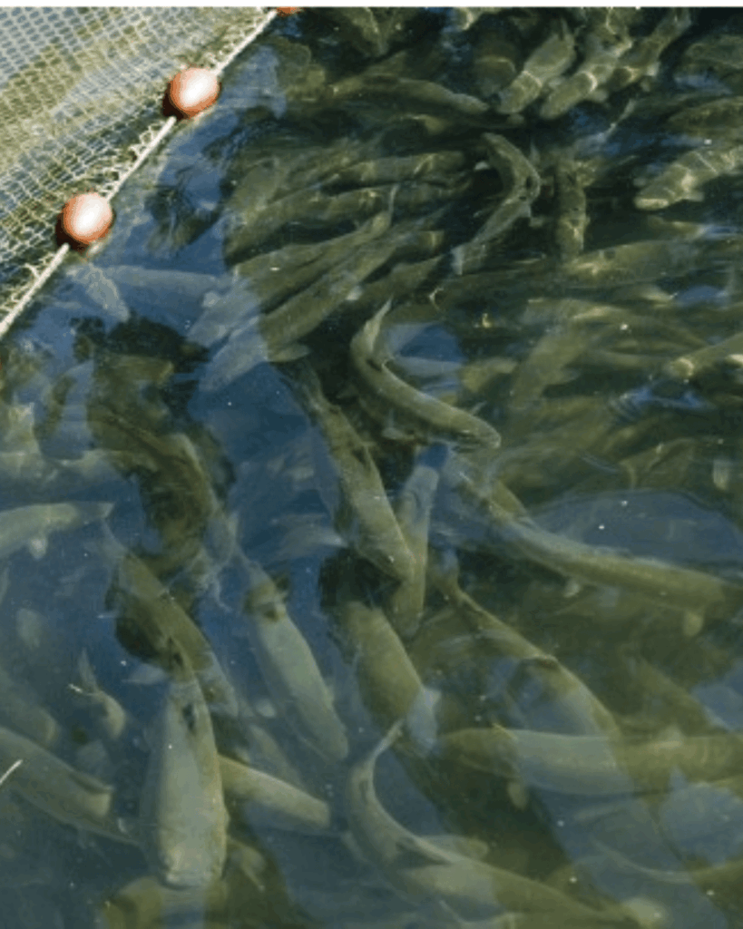 Le PDRN issu du sperme de saumon d'élevage intensif