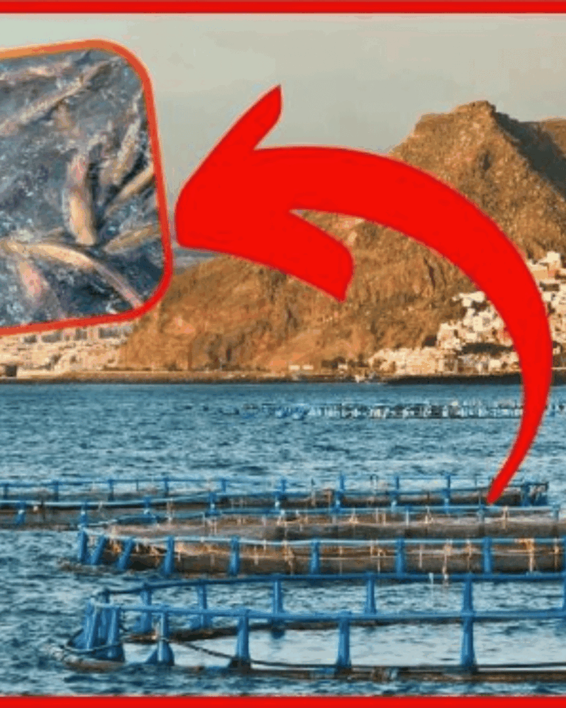 L'élevage intensif des saumons d'élevage : des conséquences lourdes pour la planète.